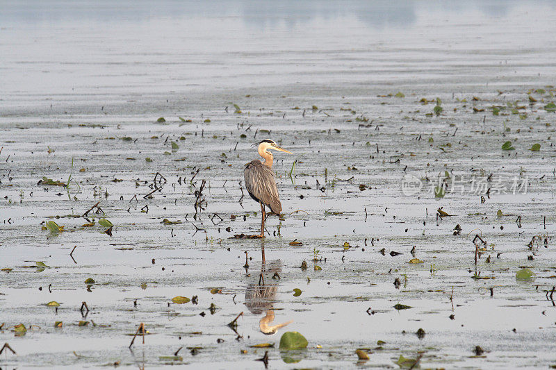 大蓝鹭(Ardea herodias)在浅水